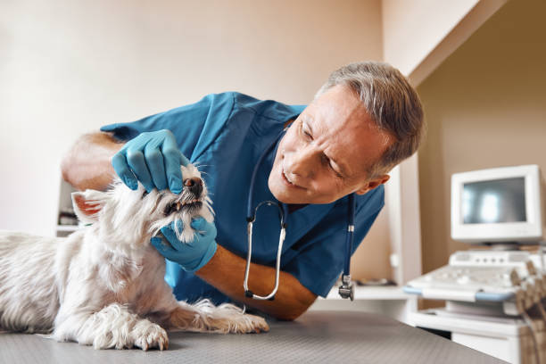 Best Same-Day Emergency Dental Services in Marion, MS